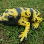 Figurka dzięcioła świętego 26 cm Lanka Novelties 21483