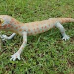 Figurka Gecko niebieski 40 cm Lanka Novelties 21611